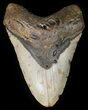 Large, Megalodon Tooth - North Carolina #42297-1